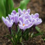 Krokus (Crocus vernus) ´KING IF STRIPED´ - 3 cibuľky v kvetináči, kont. P11
